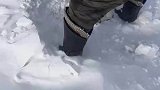 大雪过后牧民从雪地里，挖出掉队小羊