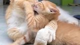 小猫：妈妈放开我，我身上又不脏，才不要洗澡