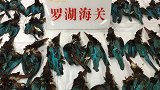 海关查获222只白胸翡翠鸟尸体：内脏都被掏空