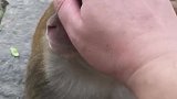 猴子：这痒痒挠的真舒服，多给我挠一会儿呗！