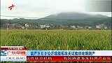 亩产900公斤超级稻攻关试验田收割测产