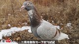 鸽子第1次到野外放飞，完全蒙圈了，黏着主人，哪都不敢去