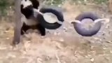 调皮的小熊猫打游千！