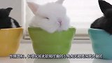 小萌娃趁兔子妈妈不在家，偷拿两只小兔子出来玩，上演双兔对打