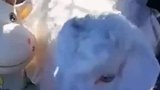 一只小羊羔偷偷的跑到了婴儿车里休息