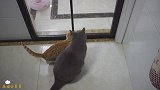在家烤榴莲，小橘猫臭到狂抓门，大猫却偏爱这重口味