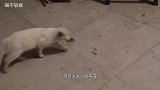 鸡与猫狭路相逢，谁也不肯放过谁，下一秒却开始怀疑猫生