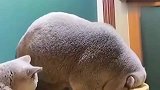 好家伙，这猫长的有点猪啊
