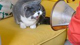 小猫割蛋回家，惨遭大猫咆哮怒吼，小猫：没了蛋你就不认我了？