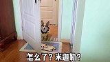 爱打小报告的狗果然遭报应了，简直是戏精