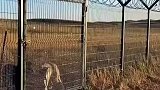 草原草上飞野狼，身手如此矫健，牧民们防得住吗？