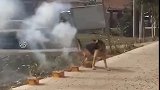 狗子：这鞭炮吵死人了，啥时候才放完啊！