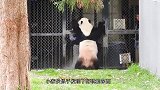 饲养员冲洗地面，熊猫的反应你别笑！太可爱了吧！