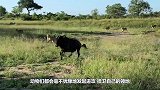 狮子强势袭击黑熊，不料却遭到反击，镜头拍下厮杀全过程！
