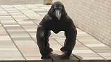 日本名古屋现奇葩乌鸦，竟像极了大猩猩，引发网友们热议