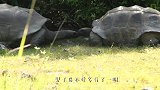 海葵为躲避海星“火速”逃离，一顿操作猛如虎，一看距离0.5