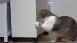 猫咪发现一个箱子