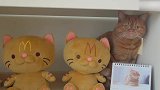 好萌萌哒的猫咪，这漂亮的眼睛，萌的我心都化了！