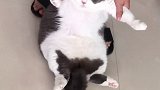 拖地猫拖地猫宠物图鉴