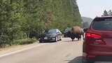 国外公路上突现野生牦牛