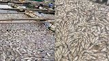 沿海地区受赤潮影响鱼类大面积死亡 官方：已做无害处理