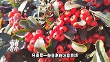火棘的养殖方法和注意事项