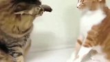美国狸花猫两口子打架，互扇耳光，谁也不服谁