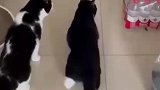 两只猫猫看见大米的反应神同步
