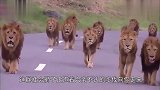 一段能够证明狮子也有丑帅的视频,狮群迈着六亲不认的步伐走来