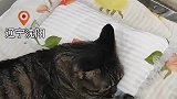 老妈给捡来的猫做了个枕头，儿子一张口就是满满的醋意