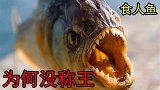 食人鱼为什么没有泛滥成灾?原来是因为它们的存在