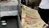 小猪闯进工厂内，将白衣女子吓跑