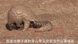 狮子遇到穿山甲，凶猛的狮子竟然会拿它毫无办法