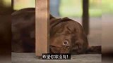 这样睡觉的狗狗，其实是不信任你！