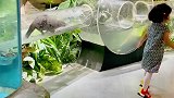 江苏南通：动物园里水獭跟着小女孩跑 网友：互相治愈