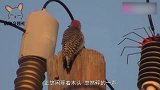松鼠玩过头，竟然爬到高压线上，结果被电成了“松鼠干”