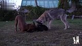 俩比特犬打架，一旁的狼看不下去了，上去拉偏架