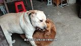 两只狗狗整天打打闹闹无忧无虑，这种狗生幸福吗