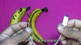 香蕉还能给手机充电？这是什么原理呢？学霸揭示真相