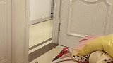 给大家看看两岁半的孩子，切能听懂话的孩子是怎么断母乳的