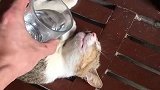 太不是人了，竟然趁猫睡觉下此毒手