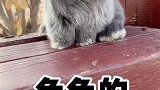 它的心情你知道吗