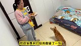 5岁的中华田园犬第一次吃营养餐，狼吞虎咽吃得满脸都是，真逗！