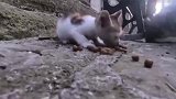 一只护食性很强的小流浪猫，它面前的食物谁都不能碰，真霸道