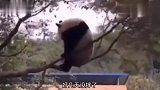 你养的这是猪还是驴啊，为啥老盯着我啊，怪吓人的