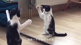 猫咪躺在餐厅地板上，一动不动，网友：太懒了
