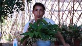 想要在卫生间养好一盆绿油油的绿萝，做好这2点就够了