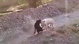 二师兄和哮天犬打起来了，还是二师兄有实力