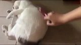 主人帮猫咪刷毛，猫咪：你以为是煎大饼呢，翻来覆去