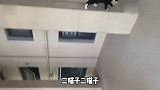 二喵子你爬这么高干啥呢，快下来